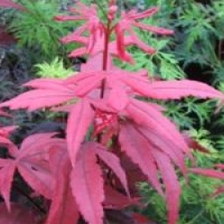 Acer palmatum 'Bloodgood'