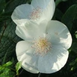 Eucryphia x intermedia 'Rostrevor' - Eucryphia Rostrevor