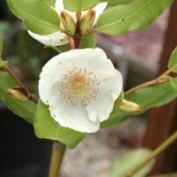 Eucryphia x intermedia 'Rostrevor'