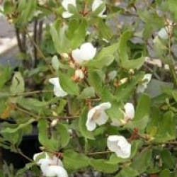 Eucryphia x intermedia 'Rostrevor'