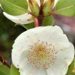 Eucryphia x intermedia 'Rostrevor'