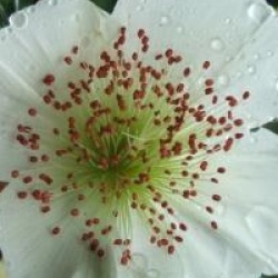 Eucryphia x nymansensis 'Nymansay'