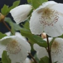 Eucryphia x nymansensis 'Nymansay'