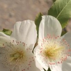 Eucryphia x nymansensis 'Nymansay'