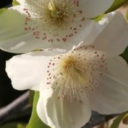 Eucryphia x nymansensis 'Nymansay'