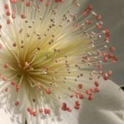 Eucryphia x nymansensis 'Nymansay'