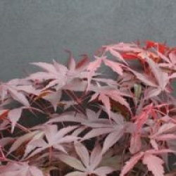Acer palmatum 'Bloodgood'