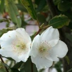 Eucryphia x nymansensis 'Nymansay'
