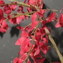 Euonymus alatus - Fusain ail�