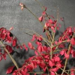 Euonymus alatus