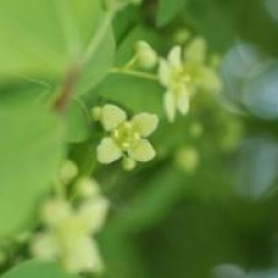 Euonymus alatus 'Compactus'