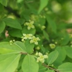 Euonymus alatus 'Compactus'