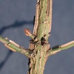 Euonymus alatus 'Compactus'