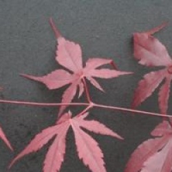 Acer palmatum 'Bloodgood'