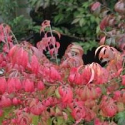 Euonymus alatus 'Compactus'