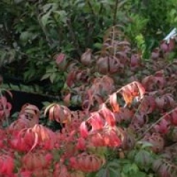 Euonymus alatus 'Compactus'