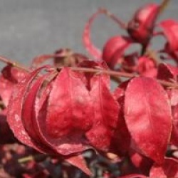 Euonymus alatus 'Compactus'