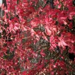 Fusain ail� ciliatodentatus