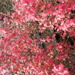 Euonymus alatus var. ciliatodentatus