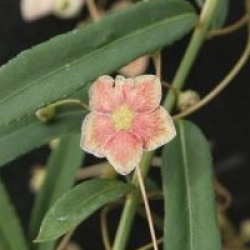 Fusain � fruits cornus