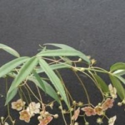 Euonymus cornutus var. quinquecornutus