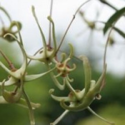 Euonymus cornutus var. quinquecornutus