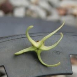 Euonymus cornutus var. quinquecornutus