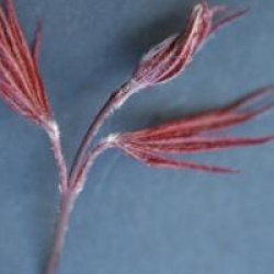 Acer palmatum 'Bloodgood'