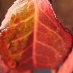 Euonymus fortunei 'Coloratus' - Fusain Coloratus