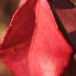 Euonymus fortunei 'Coloratus'