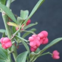 Euonymus europaeus 'Red Cascade'