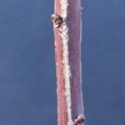 Euonymus europaeus 'Red Cascade'