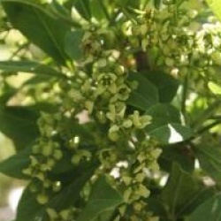 Euonymus europaeus 'Red Cascade'
