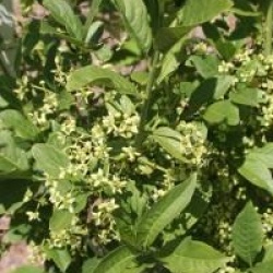 Euonymus europaeus 'Red Cascade'