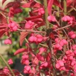 Euonymus europaeus 'Red Cascade'