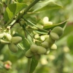Euonymus europaeus 'Red Cascade'