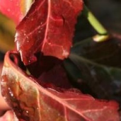 Euonymus fortunei 'Dart's Blanket'