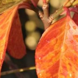 Euonymus fortunei 'Dart's Blanket'