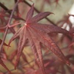 Acer palmatum 'Bloodgood'