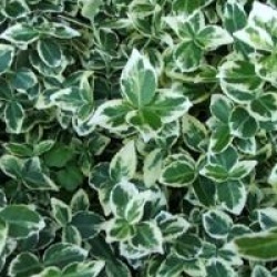 Euonymus fortunei 'Emerald Gaity'