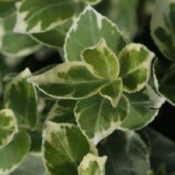 Euonymus fortunei 'Emerald Gaity'