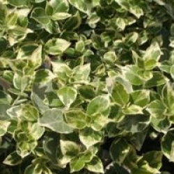 Euonymus fortunei 'Emerald Gaity'