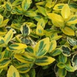 Euonymus fortunei 'Emerald Gold'