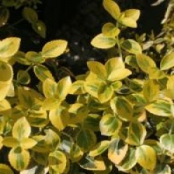 Euonymus fortunei 'Emerald Gold'