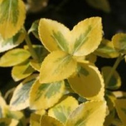 Euonymus fortunei 'Emerald Gold' - Fusain panach� nain