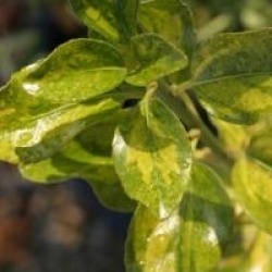 Euonymus japonicus 'Duc d'Anjou' - Fusain Duc d'Anjou