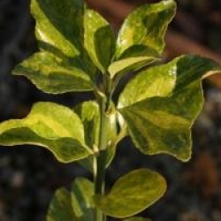 Euonymus japonicus 'Duc d'Anjou'