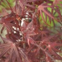 Acer palmatum 'Bloodgood'