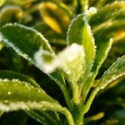 Euonymus japonicus 'Microphyllus Aureovariegatus' - Fusain du Japon dor�