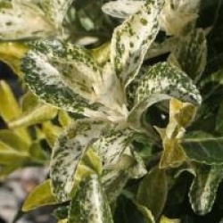 Euonymus japonicus 'Pierrolino'